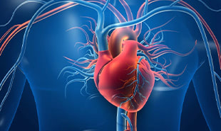 Increased Blood Flow